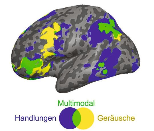 Denkt man beim Wort „Telefon“ allein an das Klingeln oder allein an dessen Benutzung werden lediglich die beiden Hirnareale aktiv, die auch das eigentliche Hören (gelb) und die eigentliche Handlung verarbeiten würden (blau). Rufen wir uns dagegen das Gesamtkonzept „Telefon“ ab, treten neben diesen beiden sogenannten modalitätsspezifischen Arealen auch multimodale (grün) und amodale (nicht im Bild) Bereiche in Aktion, die auch für abstraktere Informationen zuständig sind, die nicht allein über Sinneseindrücke entstehen.(Bild:  MPI CBS)