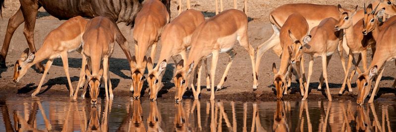 Ein Watering-Hole-Angriff umfasst eine Kette von Ereignissen, um Zugriff auf das System eines Opfers zu erhalten.(Bild:  giamplume - stock.adobe.com)
