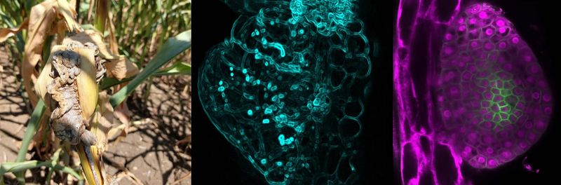 Mais-Schädling lässt Wurzeln wuchern Wenn der Pilz Ustilago maydis eine Maispflanze befällt, bilden sich am Ort der Infektion tumorähnliche Gewebewucherungen. Wie der Erreger seinen Wirt dazu bringt, war bislang ein Rätsel. Eine aktuelle Studie der Universität Bonn zeigt nun, dass er dazu ein Programm der Pflanze für die Bildung der Seitenwurzeln zweckentfremdet.   Das Bild zeigt Gallen an Mais (links). Unter dem Mikroskop wird die durch die Infektion veränderte Gewebestruktur sichtbar (Mitte). Wenn Arabidopsis thaliana (rechts) das pilzliche Effektorprotein Tip4 bildet, wandeln sich Seitenwurzeln in gallenartige Ansammlungen undifferenzierter Zellen um.   Hier gehts zur OriginalmeldungWissenschaftsbild des Tages vom 20.1.2026 (Bild: AG Djamei / Universität Bonn)