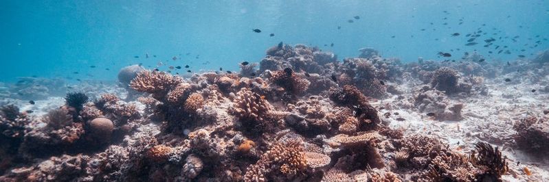 In einem gesunden Ökosystem profitieren alle Akteure von ihrer Symbiose.(Bild:  gemeinfrei / Unsplash)