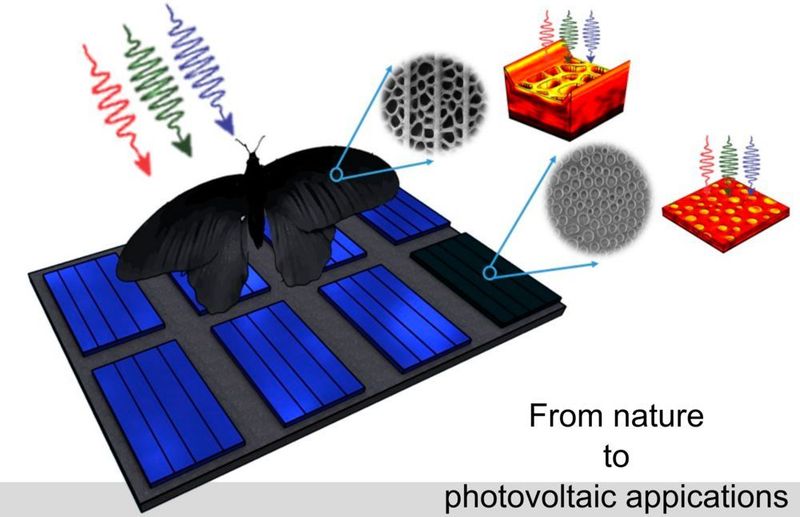 Die Nanostrukturen auf dem Flügel des Schmetterlings Pachliopta Aristolochiae lassen sich auf Solarzellen übertragen... (KIT/Radwanul Hasan Siddique, Caltech)