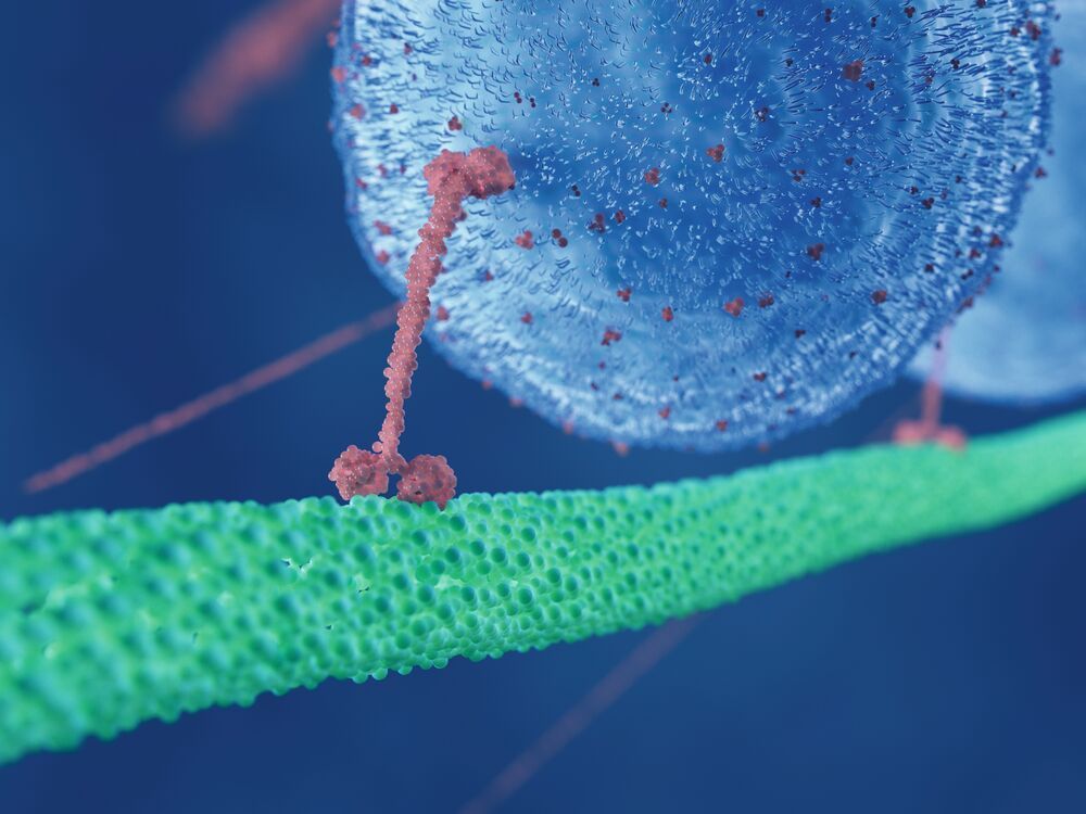 Biomolekulare Motoren: Winzig, aber unverzichtbar für die Zelle || Bild ...