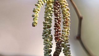 Fliegen viele Pollen in der Außenluft, kommt es zu erhöhten Infektionsraten mit SARS-CoV-2. Dies hat ein internationales Team unter der Leitung von Forschenden der Technischen Universität München (TUM) und des Helmholtz Zentrums München mit einer breit angelegten Studie gezeigt. (Symbolbild) (gemeinfrei)