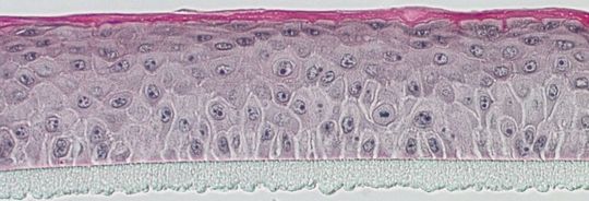 Querschnitt durch ein dreidimensionales In-vitro-Reporterhautmodell unter dem Mikroskop: Die Epidermis (Mitte, rosa) wird auf einer Trägermembran (unten, grau) kultiviert und bildet eine funktionelle Hornschicht (oben, pink) aus, welche die Haut als Barriere schützt.(Bild:  Fraunhofer IGB)