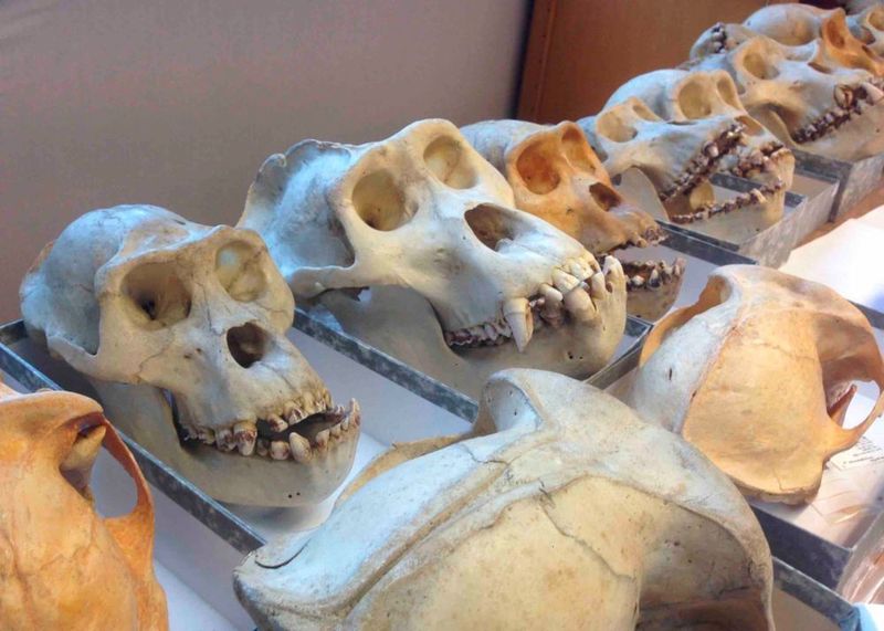 Historical collections of eastern gorilla specimens spanning the last 100 years were used to provide a glimpse into the recent past of this critically endangered species. (Katerina Guschanski)