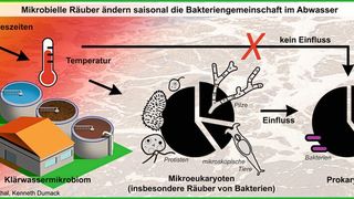 Grafische Zusammenfassung Studie zu Mikroben im Abwasser. Die Jahreszeiten beeinflussen die Temperatur. Diese beeinflusst aber nicht direkt die Gemeinschaft der Bakterien, wohl aber die ihrer Räuber. Folglich beeinflusst die Gemeinschaft der Räuber indirekt die Gemeinschaft der Bakterien und vermutlich die Effizienz der Wasseraufbereitung.  (Bild: Universität zu Köln)