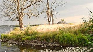 Verendete Fische an der Oder (Bild: Luc De Meester/IGB)