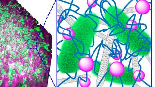 Bakterien-Cyborgs: Die Bakterien (grün) sind in einem Kompositmaterial aus Kohlenstoff-Nanoröhrchen (grau) und Kieselsäure-Nanopartikeln (lila) verwoben mit DNA (blau) eingebettet. (Niemeyer-Lab, KIT)