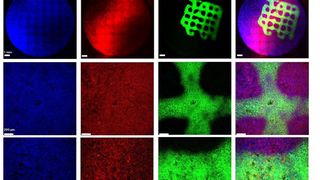 Fluoreszenzmikroskopische Aufnahme von auf Lungenepithelzellen gedruckten Biofilmen.  (Bild: Biofabrication, DOI: 10.1088/1758-5090/acd95e / Aliyazdi et al. / CC BY 4.0)