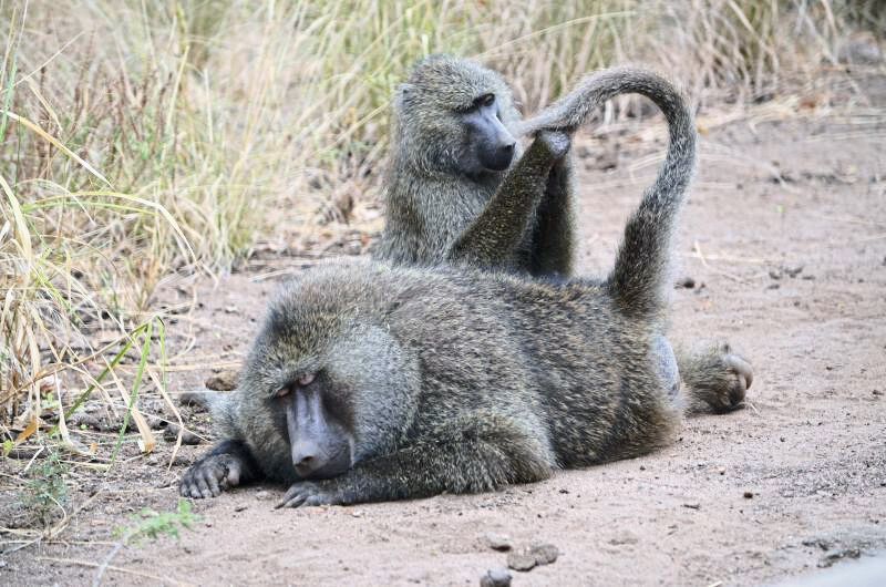 Anubispaviane (Papio anubis) bei der Fellpflege im Lake Manyara National Park, Tansania (Filipa Paciênca/Deutsches Primatenzentrum)
