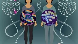 In einer Zwillingsstudie haben Forschende nicht nur Darmbakterien identifiziert, die bei Patienten mit Multipler Sklerose vorkommen, sondern liefern auch erstmals Hinweise auf deren Pathogenität.  (Bild: © MPI für biologische Intelligenz / Julia Kuhl)