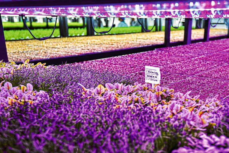 Anbauen lassen sich in den Gewächshäusern Gemüse, Salate, Kräuter oder Keimpflanzen.  (Bild: Ultragreens)