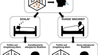 Schlaf verfestigt eine gelernte Assoziation zwischen Allergenen und der spezifischen Umgebung. Allein die Rückkehr in diese Umgebung kann eine konditionierte allergische Reaktion auslösen. (Bild: Luciana Besedovsky)