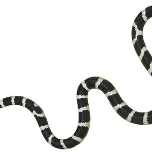 Millionen Jahre Evolution passten die Kalifornische Kettennatter perfekt an die Bewegung ohne Extremitäten an.