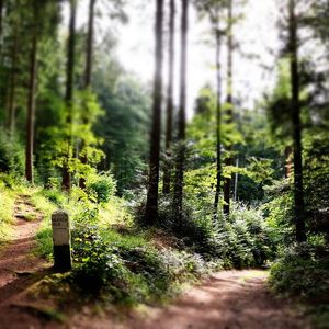 Über den Y-Weg und dem Linerecorder-Framework können Sensordaten einem übergeordneten System zur Verfügung stehen.(Bild:  Pixabay)