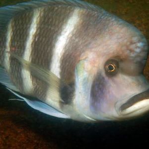 Cyphotilapia gibberosa is one of the particularly curious cichlids in Lake Tanganyika.(Source:  University of Basel, Adrian Indermaur)