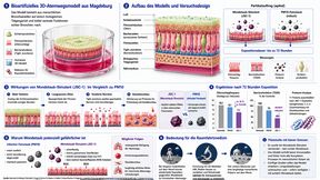 Das an der Universitätsmedizin Magdeburg entwickelte bioartifizielle 3D-Atemwegsmodell bildet die Schleimproduktion, den Schlag der Flimmerhärchen und die Barrierefunktion menschlicher Bronchien realitätsnah nach und dient als Testsystem für die Untersuchung möglicher Gesundheitsrisiken durch Mondstaub. (Bild: Nach Marchal et al., Trends in Biotechnology (2026); G. Deußing.)