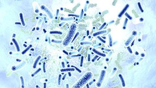 Legionellen_56281547_rgpilch_fotolia_AP ()