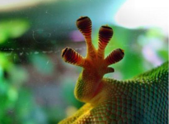 Die Fußlamellen des Gecko: Was er kann, können viele andere Arten gerade nicht.  (Bild: Business Village)