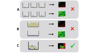 Abb. 1: Herangehensweisen für die Schätzung von Zellheterogenitäten: A) Analyse von Einzelzellmessungen. Solche Daten sind teuer und unterliegen großem Messfehler. Daher sind sie hier nicht sinnvoll. B) Vorsortierung der Zellen nach Zelltypen und anschließende Microarray-Messung für eine Menge gleicher Zellen. Im hier betrachteten Fall ist die Vorsortierung wegen der identischen Morphologie nicht möglich. C) Stochastic Profiling: Für eine zufällig ausgewählte Menge von Zellen wird die Gesamtexpression gemessen und diese per Maximum Likelihood analysiert. (Bild: Helmholtz Zentrum München)