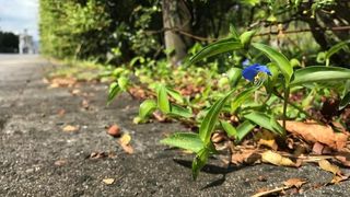 Kobe University ecologist USHIMARU Atushi has been studying the Asiatic dayflower, scientifically known as Commelina communis, for over 20 years and realized it grows vigorously in urban environments, making it an ideal subject for investigating the effects this environment has on plants. (Source: Nakata Taichi et al., Journal of Ecology 2025 (DOI 10.1111/1365-2745.70193))