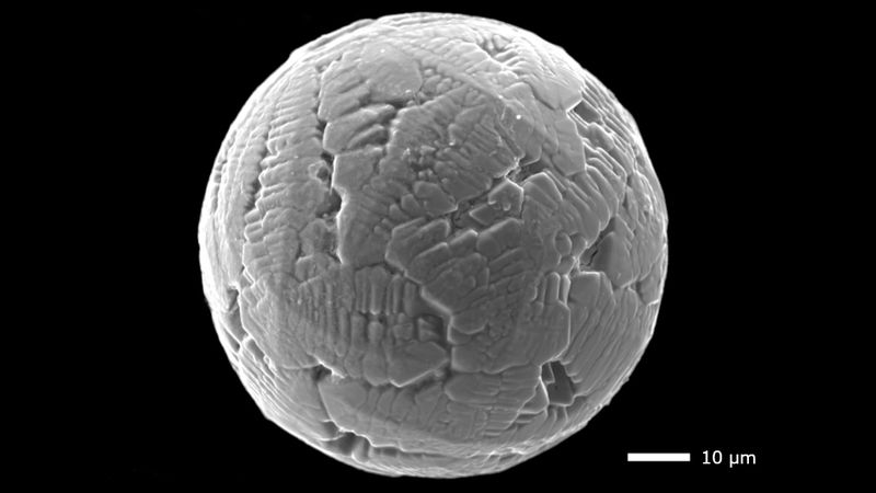 Kosmischer Staub Seit Anbeginn der Erdgeschichte treffen winzige Gesteins- und Metallpartikel aus dem Weltraum auf unseren Planeten. In Gesteinsschichten eingeschlossen, können diese Mikrometeoriten über Milliarden Jahre erhalten bleiben. Forschende der Universität Göttingen, der Open University in England, der Universität Pisa und der Leibniz Universität Hannover haben eine Methode entwickelt, mit der sie anhand solcher fossilen Mikrometeoriten die Atmosphäre der Vergangenheit rekonstruieren können.  Mit einer neuen Methode bestimmten die Forschenden erstmals die Zusammensetzung von Sauerstoff- und Eisen-Isotopen in winzigen fossilen Mikrometeoriten aus unterschiedlichen geologischen Zeiträumen sehr genau. Die Daten ermöglichen Rückschlüsse auf damalige CO2-Konzentrationen und auf die globale Bildung von organischer Substanz vor allem durch die Photosynthese von Pflanzen.   Das Bild zeigt eine elektronenmikroskopische Aufnahme eines 240 Millionen Jahre alten Mikrometeorits. Die Strukturen entstehen bei der Interaktion mit der Erdatmosphäre. Der Sauerstoff im Mikrometeorit erlaubt Rückschlüsse auf die urzeitliche Atmosphäre. Skalenbalken: 10 µm  Hier gehts zur Originalmeldung Wissenschaftsbild des Tages vom 31.7.2025   (Bild: Fabian Zahnow)