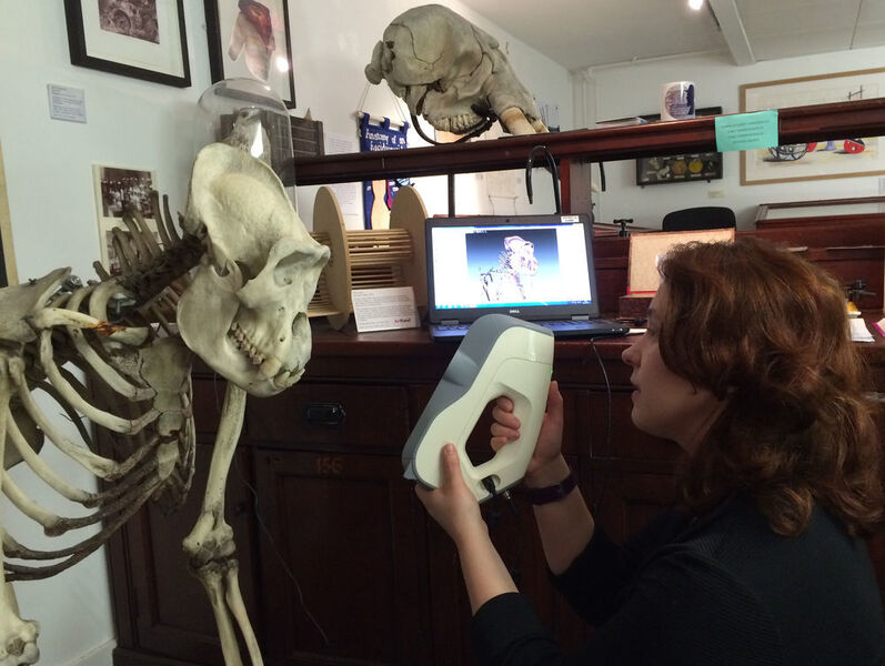 Die Wissenschaftlerin Caroline Erolin scannt ein Gorillaskelett im D’Arcy Thompson Zoology Museum. (Artec 3D)