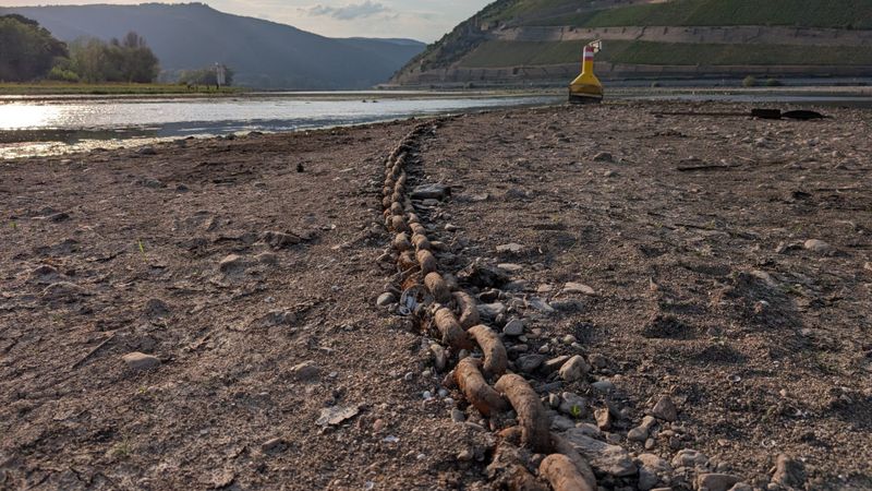 Nahe-Mündung mit Blick auf den Rhein (im Hintergrund) im Sommer 2026(Bild:  Robert Reinecke)