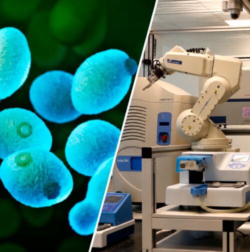 Dokonywanie nowych odkryć biologicznych przy minimalnej ingerencji człowieka stanowi ważny krok naprzód w dziedzinie laboratoriów autonomicznych.(Źródło: Galeria obrazów NIH / Uniwersytet Technologiczny Chalmers)