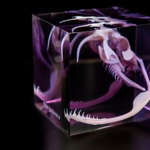 Polyjet ermöglicht den Druck eindruckvoller Ausstellungsstücke.(Bild:  Materialise)