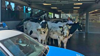 Als die Polizei versuchte, ausgebüxte Kühe zusammenzutreiben, flohen diese in den Schauraum von Gottfried Schultz in Velbert. (Bild: Polizei Mettmann)