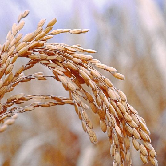 Die steigende Erderwärmung ist problematisch für den wasserintensiven Anbau von Reis, dem Hauptnahrungsmittel für etwa die Häfte der Weltbevölkerung. Die steigende Erderwärmung ist problematisch für den wasserintensiven Anbau von Reis, dem Hauptnahrungsmittel für etwa die Häfte der Weltbevölkerung.