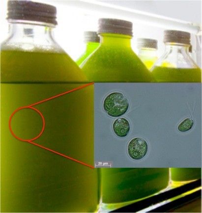 Die Grünalgenart Chlamydomonas reinhardtii, aus welcher die untersuchte [FeFe]-Hydrogenase isoliert wurde. (Bild: MPI CEC)