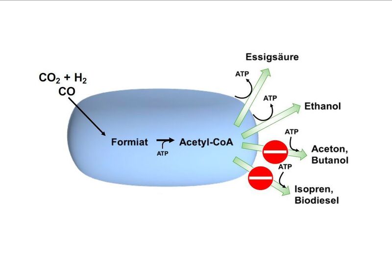 Acetogene (essigsäurebildende) Bakterien produzieren aus H2 + CO2 oder CO Essigsäure oder Ethanol. Dabei wird Energie in Form von ATP (Adenosintriphosphat) frei. Die Synthese anderer industriell interessanter Produkte aus dem Zwischenprodukt Acetyl-CoA verbraucht aber zusätzlich ATP. Ziel des Projektes ist es, die Energiebilanz der Bakterien durch genetische Modifikation so zu verändern, dass auch die Produktion solcher zusätzlich Energie-verbrauchender Verbindungen möglich wird. (Goethe-Universität Frankfurt / Institut für Molekulare Biowissenschaften)