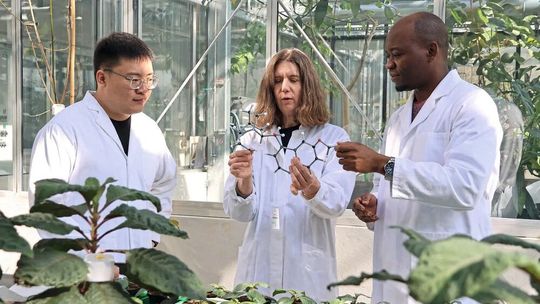 Im Forschungsgewächshause des Instituts in Jena betrachten Tingan Zhou, Sarah O’Connor und Blaise Kimbadi Lombe (v.l.) ein Molekülmodell von Chinin. Im Vordergrund sind Cinchona-Pflanzen (Chinarindenbaum) zu sehen, aus denen der Wirkstoff gewonnen wird.(Bild:  Angela Overmeyer, Max-Planck-Institut für chemische Ökologie)