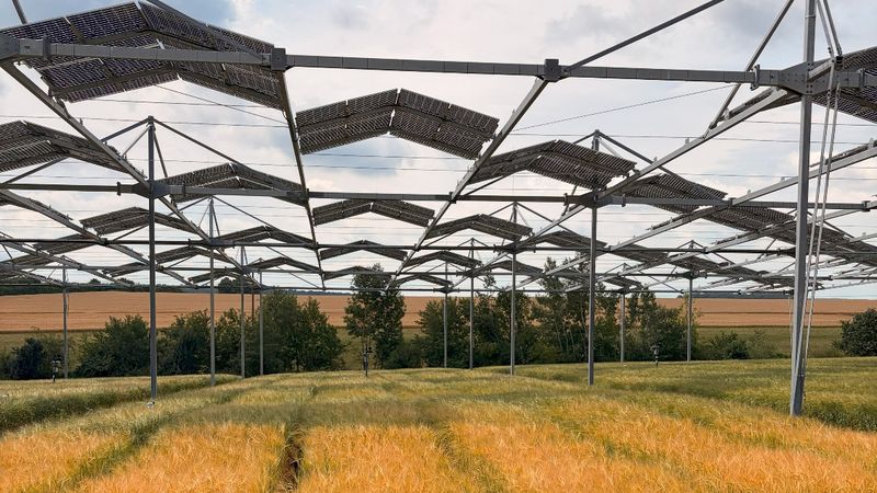 Ackerpflanzen sind anpassungsfähiger als gedacht: Eine Studie der Uni Hohenheim zeigt, dass auch typische Sonnenpflanzen ihre Photosynthese unter Teilbeschattung in Agroforst- und Agri-PV-Systemen anpassen können.(Bild:  Universität Hohenheim / Markus Pflugfelder)