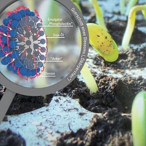 Ölkörperchen bei Sojabonen. Im Inneren einer nanometergroßen Kugel befindet sich Öl, umrandet von Phospholipiden (blau). Das Protein Oleosin (pink) bildet eine zusätzliche Schutzschicht, welche für die hohe mechanische Stabilität des Oleosoms sorgt indem es mit seinem Anker tief in das Öl eindringt.