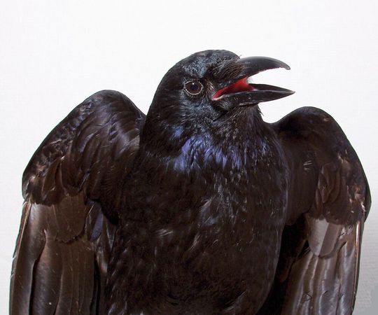 Die neurowissenschaftlichen Daten weisen darauf hin, dass Krähen in der Lage sind, Sinneseindrücke bewusst wahrzunehmen – eine Fähigkeit, die man bisher nur bei Menschen und anderen Primaten belegen konnte.(Bild:  Tobias Machts/Universität Tübingen)