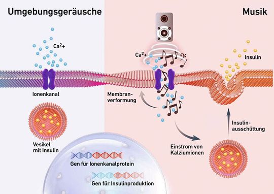 Umgebungsgeräusche können die Insulinausschüttung nicht anregen (l.). Bestimmte Musikstücke, mit der die Zellen direkt beschallt werden, führen innerhalb Minuten zu einer vollständigen Ausschüttung (r.).(Bild:  ETH Zürich)