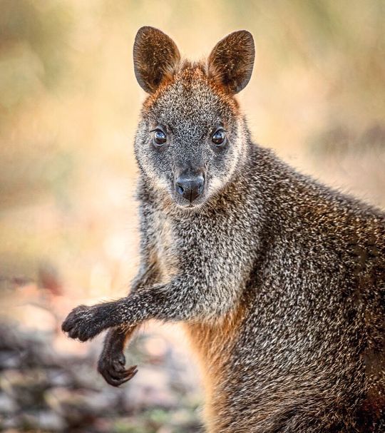 Ein Sumpfwallaby Ein Sumpfwallaby