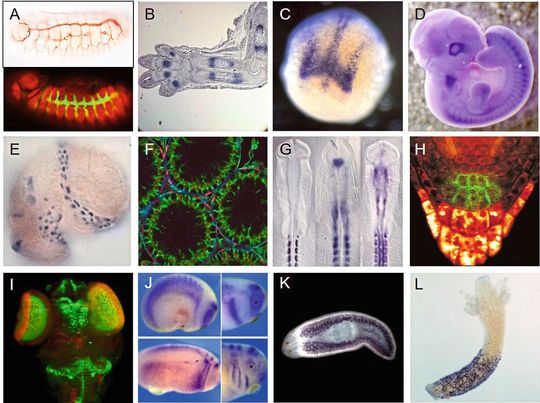 Abb.1: Ergebnisse von automatisierten ISH und IHC Protokollen an unterschiedlichen Organismen und Präparaten. A) Fruchtfliegen Embryo, Drosophila melanogaster, ICH/IF (c/o Matthias Behr) B) Maus, Mus musculus, Gliedmaßen-Dünnschnitt, ISH (c/o Laetitia Buelens); C) Zebrafisch Embryo, Danio rerio (frühe Somintogenese), ISH (c/o Carlos Rovira & Alberto Musa) ; D) Mouse Embryo, ISH (c/o Haruhiko Koseki); E) Lymnaea stagnalis 3-6dpfc Embryo, ISH (Hohagen et al.) F) Ratte, Rattus norvegicus, Dünnschnitt Testis, IHC/IF (c/o Sheila McPherson); G) Huhn, Gallus gallus, Stadium HH10, ISH (Bothe et al.); H) Arabidopsis thaliana, Wurzelspitze, IHC/IF(c/o Jiří Friml); I) Medaka Ebryo, Oryzias latipes, ISH/FISH (c/o Philipp Keller, Marcel Souren & Jochen Wittbrodt); J) Xenopus laevis, Stadium 23/28, ISH (Bajanca et al.); K) Planarie, Schmittea mediteranea, ISH (c/o Phillip A. Newmark); L) Hydra vulgaris, ISH (Plickert et al.) Abb.1: Ergebnisse von automatisierten ISH und IHC Protokollen an unterschiedlichen Organismen und Präparaten. A) Fruchtfliegen Embryo, Drosophila melanogaster, ICH/IF (c/o Matthias Behr) B) Maus, Mus musculus, Gliedmaßen-Dünnschnitt, ISH (c/o Laetitia Buelens); C) Zebrafisch Embryo, Danio rerio (frühe Somintogenese), ISH (c/o Carlos Rovira & Alberto Musa) ; D) Mouse Embryo, ISH (c/o Haruhiko Koseki); E) Lymnaea stagnalis 3-6dpfc Embryo, ISH (Hohagen et al.) F) Ratte, Rattus norvegicus, Dünnschnitt Testis, IHC/IF (c/o Sheila McPherson); G) Huhn, Gallus gallus, Stadium HH10, ISH (Bothe et al.); H) Arabidopsis thaliana, Wurzelspitze, IHC/IF(c/o Jiří Friml); I) Medaka Ebryo, Oryzias latipes, ISH/FISH (c/o Philipp Keller, Marcel Souren & Jochen Wittbrodt); J) Xenopus laevis, Stadium 23/28, ISH (Bajanca et al.); K) Planarie, Schmittea mediteranea, ISH (c/o Phillip A. Newmark); L) Hydra vulgaris, ISH (Plickert et al.)