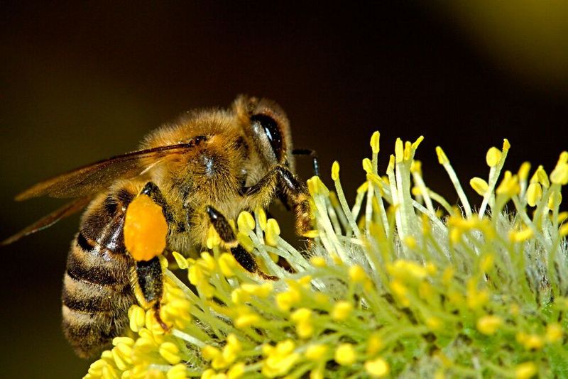 Up to 30 % of the food we eat is directly or indirectly dependent on pollination by bees. (CC0)
