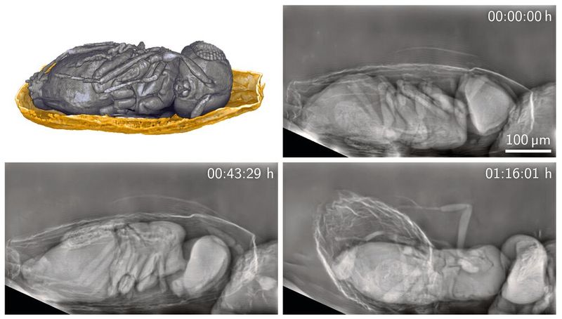Lebende Organismen lassen sich mit dem neuen Verfahren detailliert über längere Zeit beobachten – hier eine parasitische Trichogramma-Wespe, die sich im Ei einer Getreidemotte entwickelt hat und sich daraus befreit.(Bild:  Rebecca Spiecker, KIT)