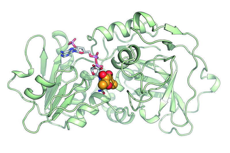 Abb. 2: Die Vorstufe des HDMF-Geruchstoffs (orange und rote Kugeln) bindet an das Enzym FaEO (grün). Das Co-Enzym NADPH, hier als mehrfarbiges Stabmodell dargestellt, liefert die erforderlichen Elektronen für die Bildung von HDMF, die prägende Aromakomponente reifer Erdbeeren. (Bild: A. Schiefner/TUM)
