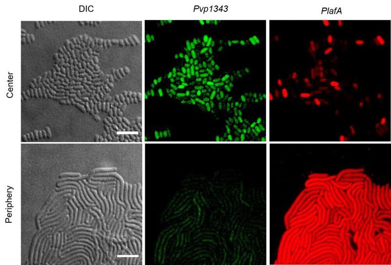 Proteinbildungsmuster reifer Schwarmzellkolonien. Die Bilder zeigen Mikroskopie-Aufnahmen von Zellen des Außen- und Innenbereiches der reifen Schwarmzellkolonie von Vibrio parahaemolyticus. Zellen einer reifen Schwarmzellkolonie finden sich in Zonen unterschiedlicher Differenzierungsstadien. Der grüne Farbstoff zeigt die Aktivität des Gens vp1343 an, das hauptsächlich von Zellen im Kolonieinneren exprimiert wird. Der rote Farbstoff weist die Aktivität des Genes der seitlichen Flagellen-Untereinheit nach, lafA, das vor allem von Zellen der Peripherie gebildet wird.  (© MPI f. terrestrische Mikrobiologie/Ringaard )