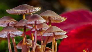 Viele Unternehmen betreiben zahlreiche, voneinander isolierte Salesforce-Installationen.  (Bild: gemeinfrfei, adege / Pixabay)