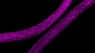 Maßgeschneiderte Lebende Materialien – Vom Labor in die Anwendung! Diese 3D-gedruckte Faser kapselt Bakterienkolonien, die ein violettes antimikrobielles Medikament produzieren, sicher ein. (Bild: INM)