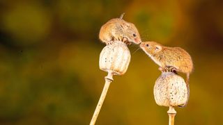 Das Verhalten von Mäusen wird auch von Hormonen gelenkt, so etwa bei der Entscheidung: Fressen oder Partnersuche? (Symbolbild) (Bild: frei lizenziert – Nick Fewings)
