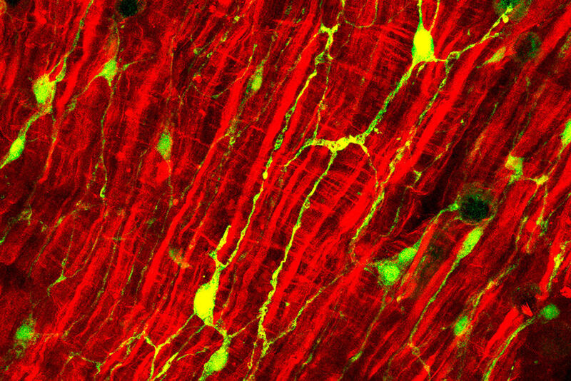 Fasern des Darmgewebes (rot markiert) umgeben Nervenzellen (grün markiert) des Süßwasserpolypen Hydra. (Christoph Giez, Dr. Alexander Klimovich)