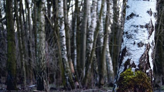 Mithilfe von Bäumen könnten mit Mikroplastik belastete Böden saniert werden. Erstmals zeigen Forschende unter Leitung des IGB, dass die Hänge-Birke während der Wachstumsphase Mikroplastik über die Wurzeln aufnimmt. Eine gute Nachricht, denn Böden sind um ein Vielfaches höher mit Mikroplastik verschmutzt als Meere und Ozeane.(Bild:  Kat Austen)